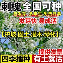 刺槐种子洋槐树籽白花槐优质速生国槐籽紫穗槐护坡灌木绿化槐树籽