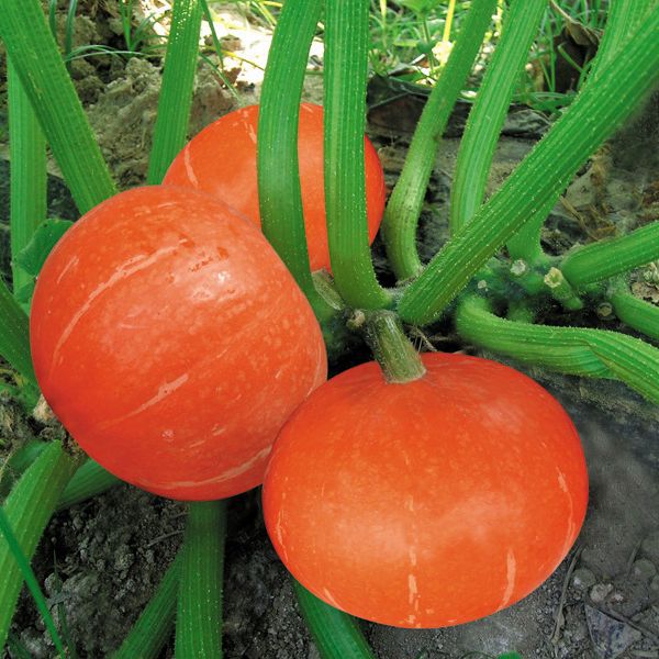 ��Ӧ��ˮ����Ϲ����Ϲ������Ϲ����ʴ��������ֽƤ�Ϲ���