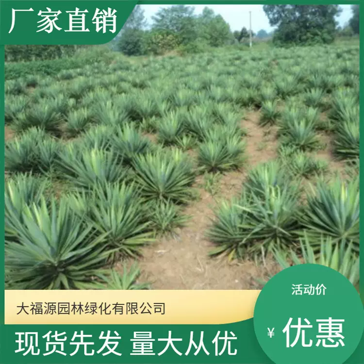 基地直销 灌木 剑麻  毛边丝兰  软叶丝兰、规格齐全量大从优