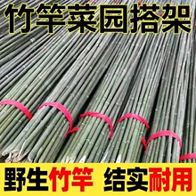 竹竿菜园搭架蔬菜黄瓜豆角架杆竹篱笆栅栏小竹子细竹竿爬藤架庭院
