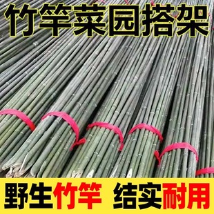 Bamboo Pole Vegetable Garden Trellis for Cucumbers and Beans, Bamboo Fence, Small Bamboo, Thin Bamboo Pole Climbing Trellis for Courtyard