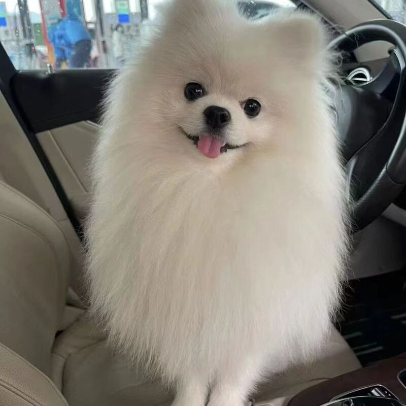 Purebred Pomeranian Puppy Live Pomeranian Teacup Dog Pomeranian Pet Puppy Dog Pomeranian Small Mini Companion Dog