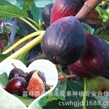 波尔多无花果苗 紫色波尔多无花果树苗 苗木 基地 批发盆栽地栽