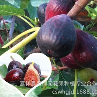 �������o������ ��ɫ�������o�������� ��ľ ���� ���l���Ե���