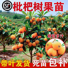 ���˘����޽��箔��Y���ϱ������Ե��Դ����֭�ش��~�l؛