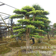 ���l��ľʯ� 30-40-50���ֺ������͙�ľʯ骘� �ͺ��͟�G����ľ