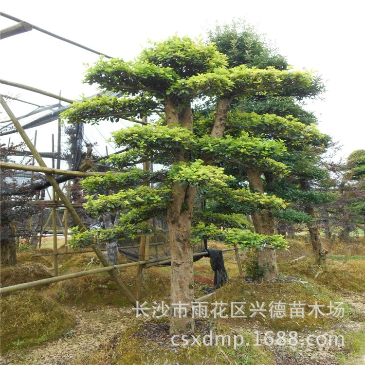 Оптовая продажа рододендрона 30- 40-50cm рода Хунань, дерево рододендрона, устойчивое к холоду и теплу, зеленые саженцы