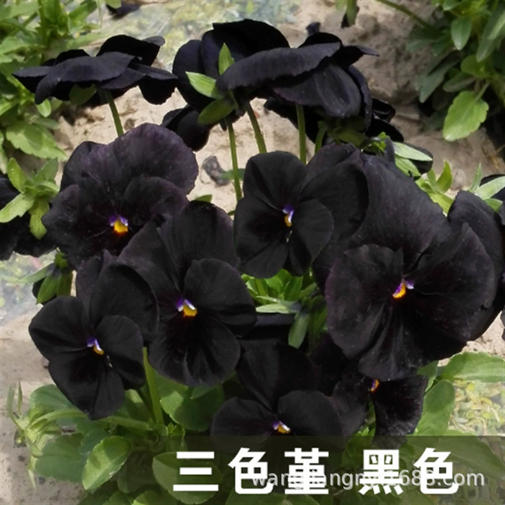 三色堇花籽冬季耐寒蝴蝶花四季播种易活阳台室外庭院秋播角堇种子