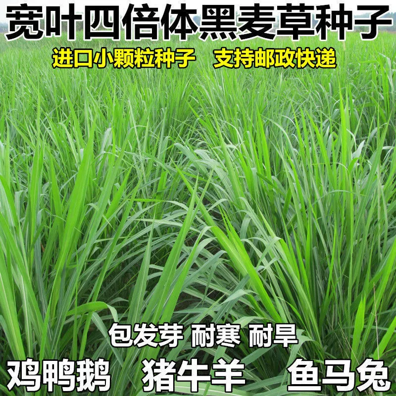 Импортные морозостойкие семена кормовых культур, семена многолетнего ячменя, можно сеять в любое время года, семена куриных, утиных, гусиных, свиных, овечьих, рыбных трав.