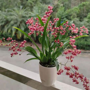 �ؼt ���������m �t�Sɫ �_������ �҃����� �����������m