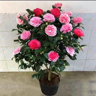 ��ɫ�൤�軨������ɫ�൤�軨�ײ軨���N�����ͺ��Gֲ�҃����̨