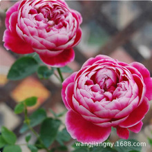 õ���¼��Nޱ���N���Ӽt��õ�ļ����N�_������ֲ�ﻨͥԺ���ܷN��