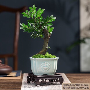 С�~��̴�辰�䘶ֲ���Ϙ����Ժڹǲ�͏d�����҃ȾGֲ���H���Y��