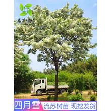 KѩԼ޽ӹ𻨘ͥԺ͉K͸L