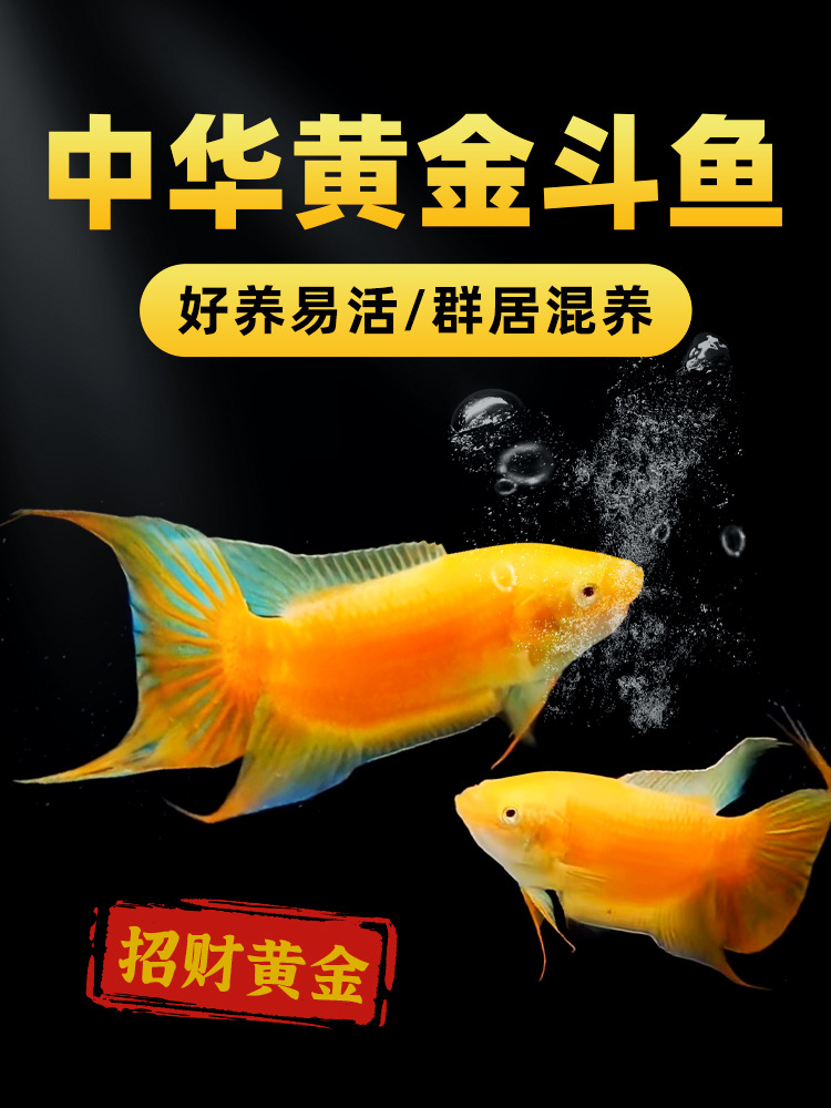黄金斗鱼活鱼免打氧淡水鱼苗观赏鱼耐活好养懒人中国斗鱼冷水鱼