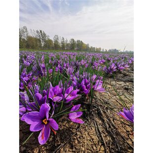 Authentic Iranian Saffron Bulbs with Buds, Varieties, Root Seeds, Flower Seedlings, Potted Plants, Blooming, Soakable, Cold-Resistant Chinese Grass