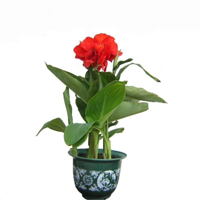 Semillas de flores, semillas de flores.