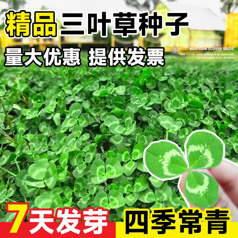 Импортные семена клевера, семена белого клевера, семена газонной травы, счастливый клевер, четырехлистный клевер, озеленение двора, вечнозеленые круглый год.
