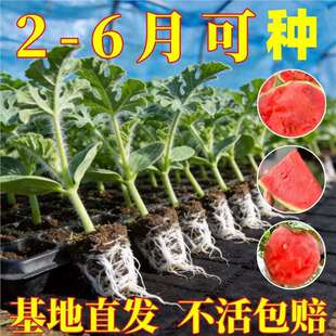 ������8424���������o����������޽��玧ԭ������������ԷNֲ��