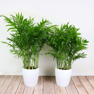 ɢβԾGֲPβ҃ȿ͏dֲĸFҬӶ