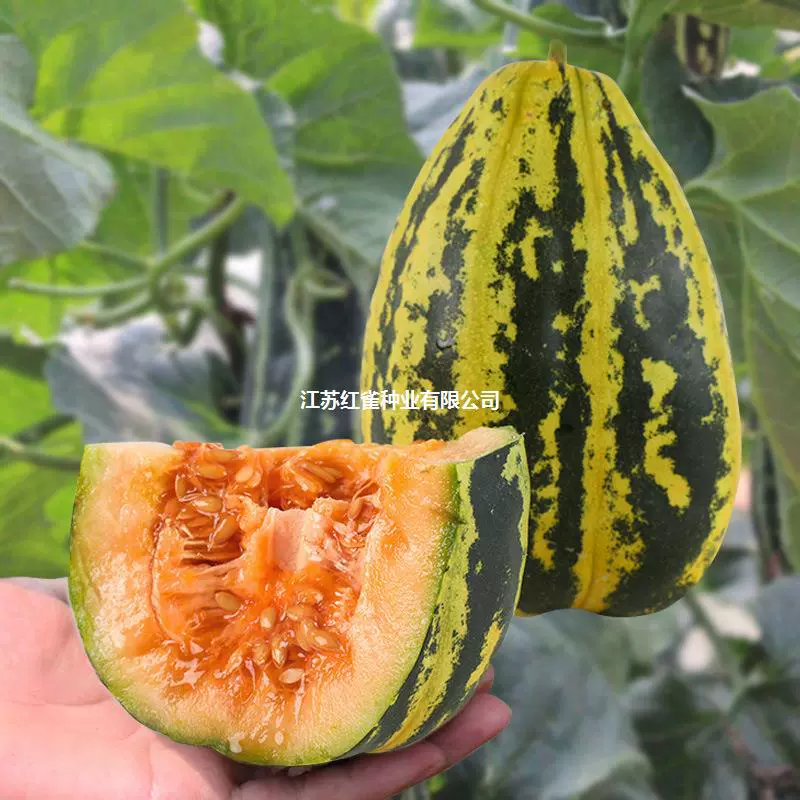 Семена конфеты семена дыни семена супер сладкий цветок кожа Четыре сезона семена дыни Весенние семена высокая урожайность саженцев плодовых овощных культур
