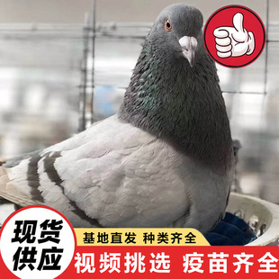 ���^Ͷι���Ӱ������N�� ���B���������� ��������������w����