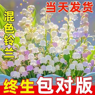 Mixed Color Lily of the Valley Seedlings Potted with Flower Buds, Bulbs with Buds and Roots, Indoor Cold-Resistant and Heat-Resistant Green Plants That Bloom in All Seasons