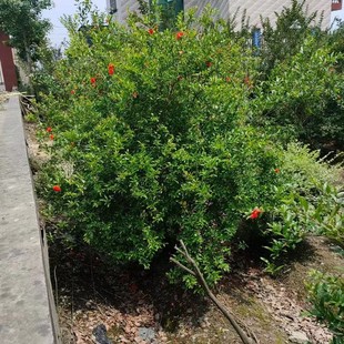 ���ش������l������ʯ�񪚗U��ʯ���ϵ���ɻ��ʸ�