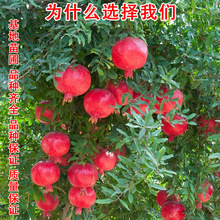 突尼斯软籽石榴树特大果树南北方种植盆栽庭院地栽大红袍当年结果
