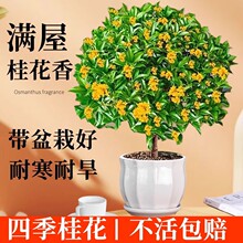 四季桂花盆栽树苗丹金桂浓香型带花苞室内阳台庭院好养花卉绿植物