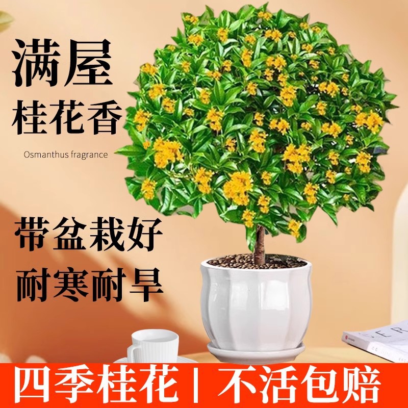 四季桂花盆栽树苗丹金桂浓香型带花苞室内阳台庭院好养花卉绿植物