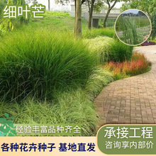 �������l���~â ˮ��ͦˮֲ�� ���~â����ˮ�|�@�־G����