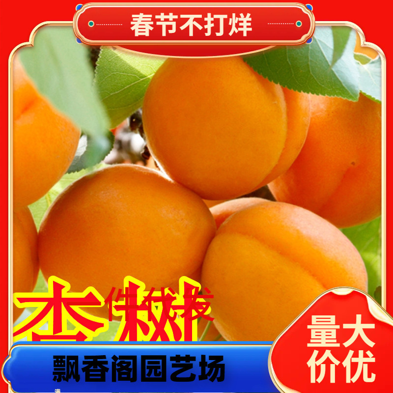 一件代发杏树苗特大早熟帝王甜杏子苗南方北方种植盆栽地栽果树苗