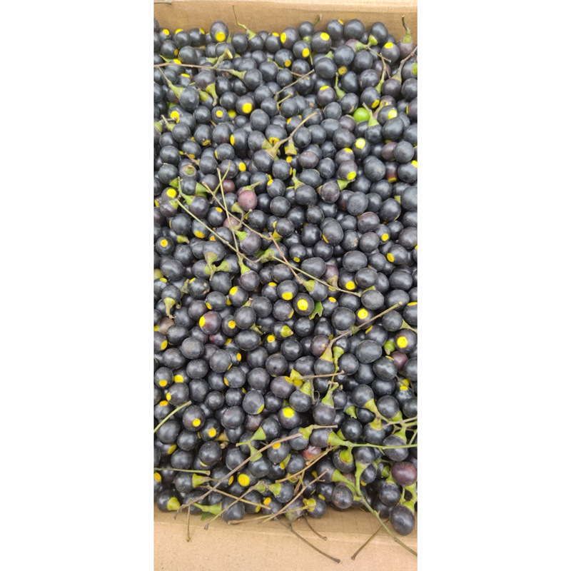 新鲜香樟子钓鱼饵香樟果樟树籽种子现摘现发