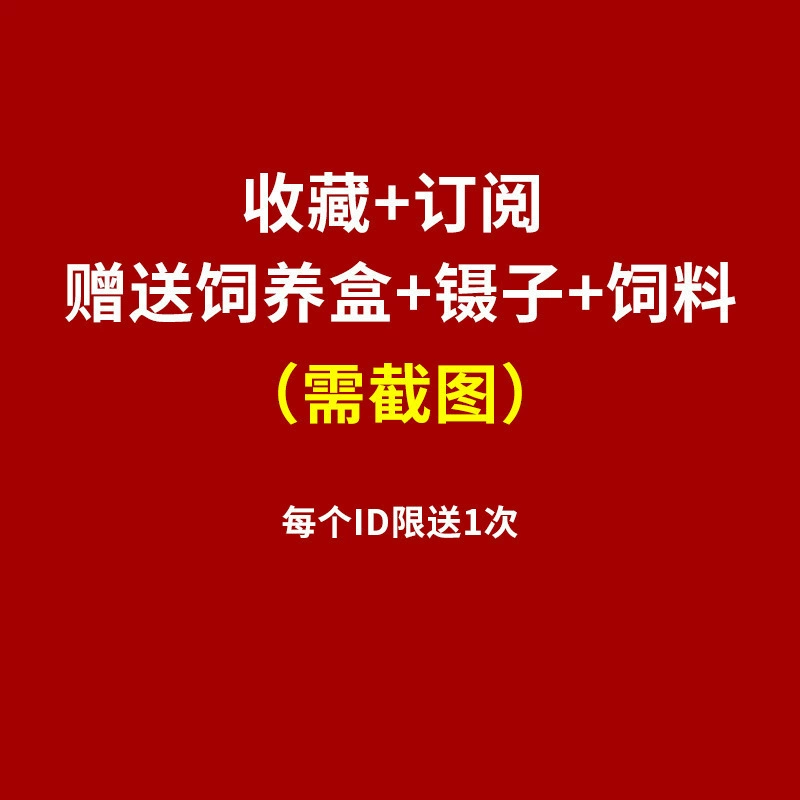 [杜比亚蟑螂昆虫爬宠活饵饲料新成体繁殖组半斤中国]