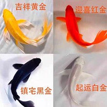 金鱼活体观赏鱼锦鲤草金鱼冷水鱼黑金锦鲤黄金锦鲤白金锦鲤小型鱼