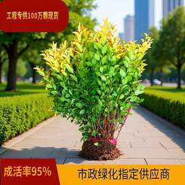 金叶女贞小苗庭院小区篱笆围栏公园道路绿化工程色块苗木基地直销