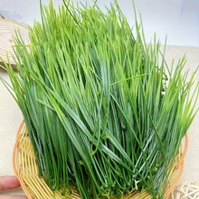 ˮ�ݷ����~�ӼپGֲ�����b����Ϸ��滨�h�����С����diy�RȔ