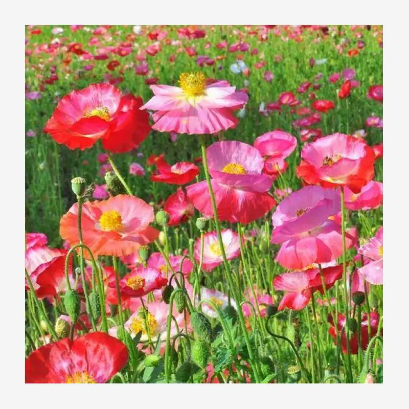 Исландские маковые семена всходят и цветут в любое время года, красные маковые семена смешанного цвета легко выращиваются и морозостойкие семена цветов для использования на открытом воздухе.