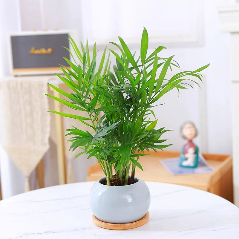 Карманное кокосовое гидропонное растение, богатое кокосовое зеленое растение в горшке, комнатный цветок, выращенный в воде, листья подсолнечника, маленький бонсай