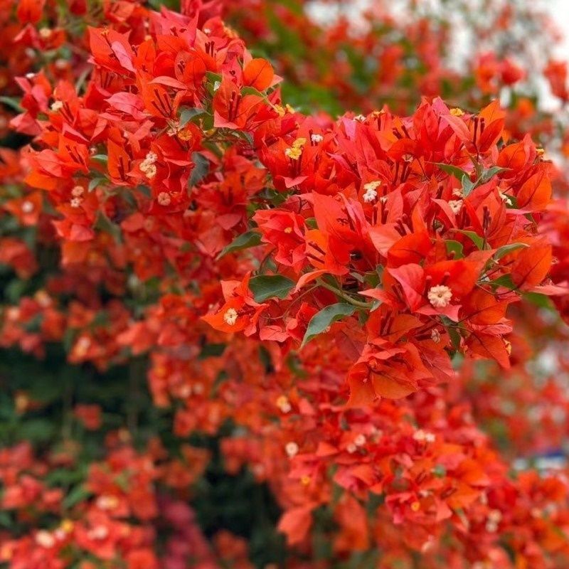 Qinhuahibiscus 老根耐寒性つる植物八重咲き四季開花鉢植え中庭観賞花バルコニー|undefined