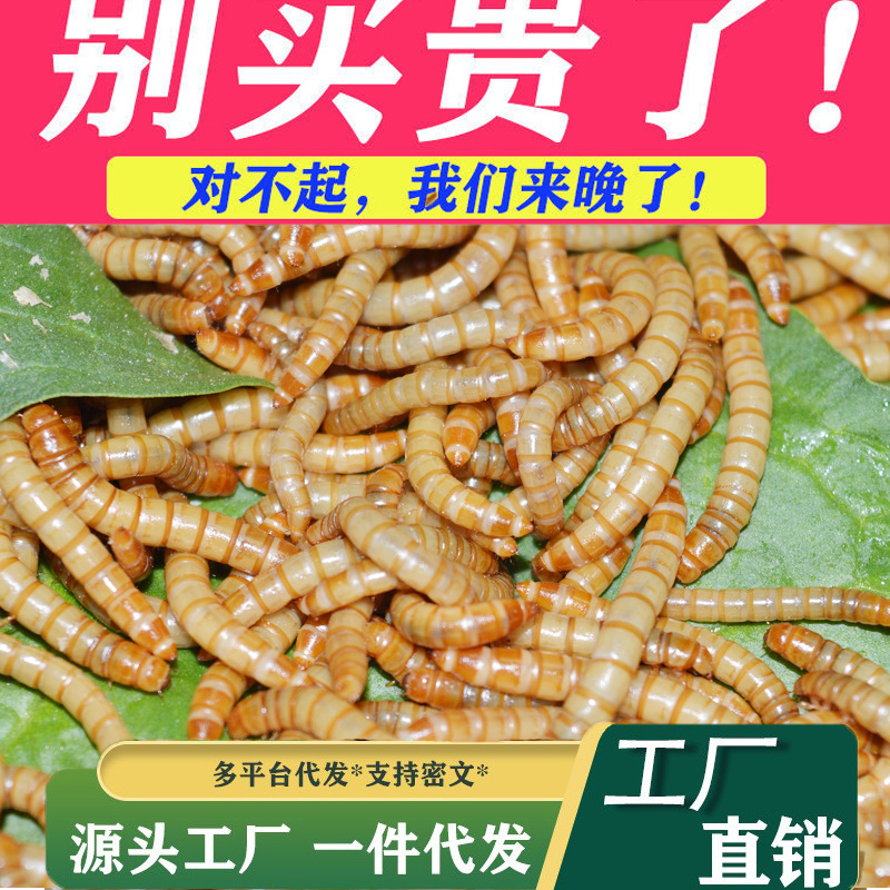 面包虫活虫黄粉虫活虫画眉鸟金龙鱼石蛙仓鼠蜥蜴饲料鲜活野钓
