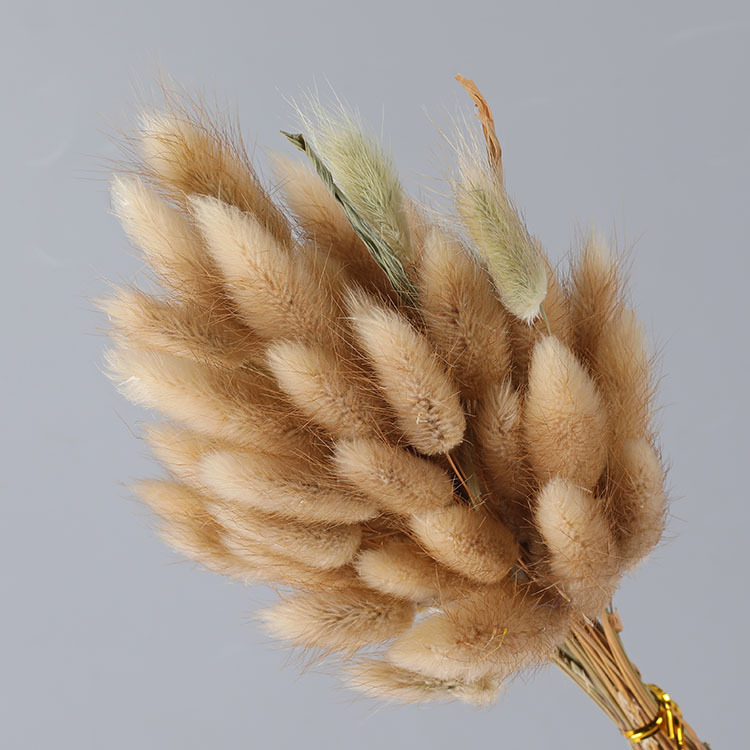 La flor eterna de la flor de la cola de conejo hierba seca 60 piezas al por mayor Dogtail hierba seca ramo de flores decoración DIY conejo hierba de la cola