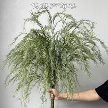 �¿����Gֲ�Gɫ�J����ǧ�Ӳ����~���ɭϵ��Yܛ�b�bٻ����l