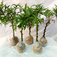 ��������Է����_�h��С�Ͱ����辰���J���̨�҃��^�p�Gֲ������