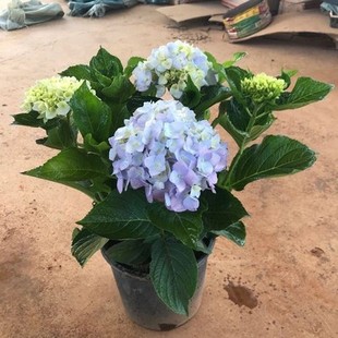 Hydrangea Seedlings Endless Summer All Year Round Blooming Hydrangea Potted Courtyard Easy-To-Grow Flower Plants Indoor Flower Balcony