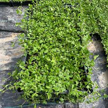 �V�|�ر����Ҵ��ݮa�ز�ƺ�Gֲ��漧�Ҵ��݉K�G������