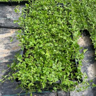 Ground Cover Jiyan Hanging Grass Origin Lawn Green Plant Pavement Jiyan Hanging Grass Block Greening Project