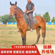 �ɹ��R �����R ��Ѫ��Ѫ�R�Bֳ�� �T���Rƥ�㘷�� �������R�x