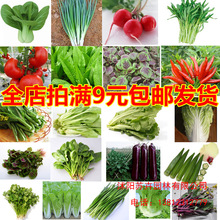 四季易种24种蔬菜种子樱桃萝卜薄荷圣女果香菜小香葱青椒大白菜